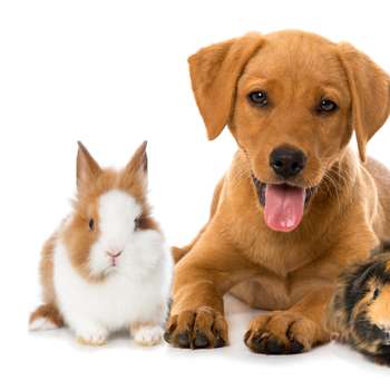 Vorschau von Tierarztpraxis Wurster Straße in Bremerhaven | Hunde-, Katzen- oder Heimtierbehandlung