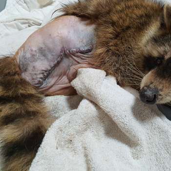 Vorschau von Tierklinik Großmoor