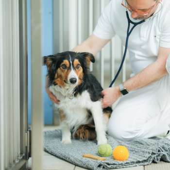 Vorschau von Tierklinik Ismaning