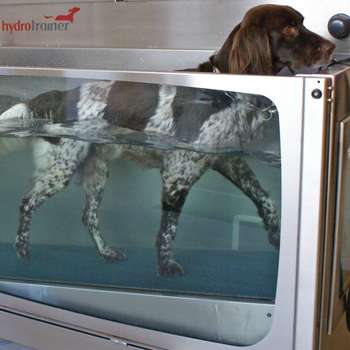 Vorschau von Praxis für Hundephysiotherapie "Tierisch-munter"