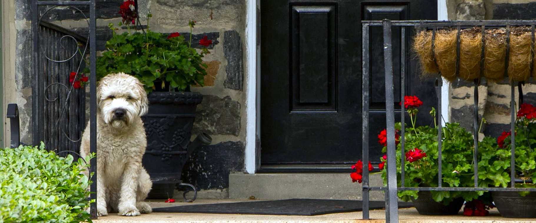 Charmante Veranda mit einem Hund, der neben Pelargonien sitzt, perfekt für Inspiration zur Wohnkultur.