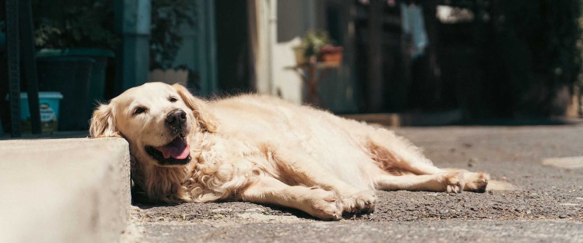 Ein erschöpfter Hund liegt in der Sonne