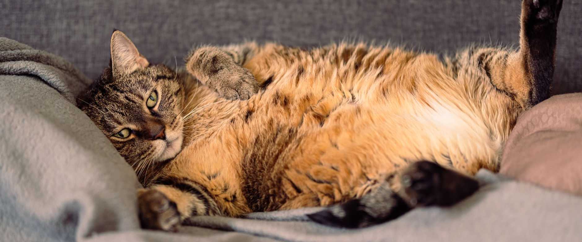 Eine süße getigerte Katze liegt bequem auf einer grauen Decke zu Hause.