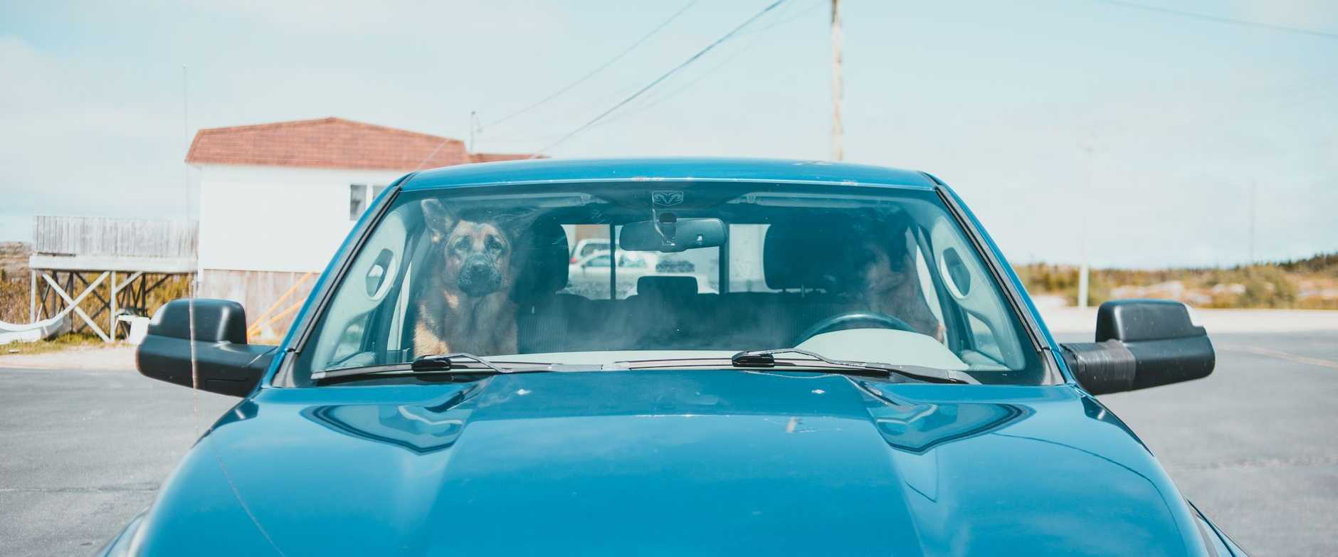 Frontalansicht eines blauen Autos mit einem Hund auf dem Beifahrersitz, das an einem sonnigen Ort geparkt ist.