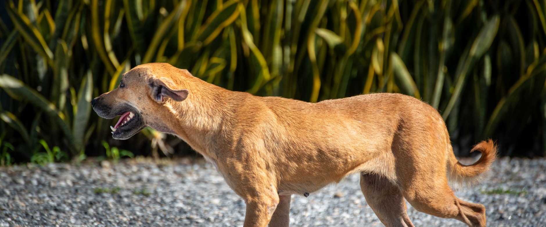 Ein fröhlicher brauner Hund läuft auf einem Schotterweg in Trinidad und Tobago und strahlt Energie und Freiheit aus.