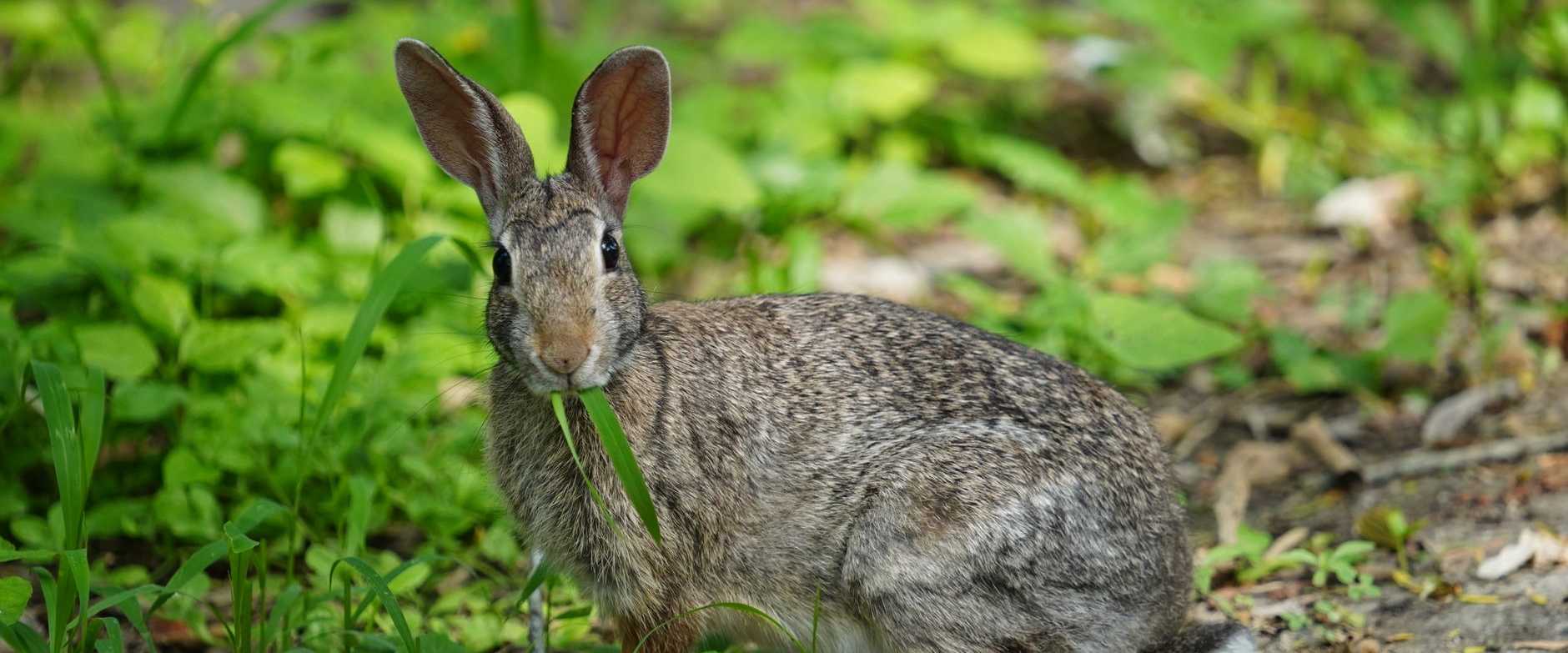 Nahaufnahme eines Sumpfkaninchens (Sylvilagus aquaticus), das in einer üppig grünen Umgebung Gras kaut.