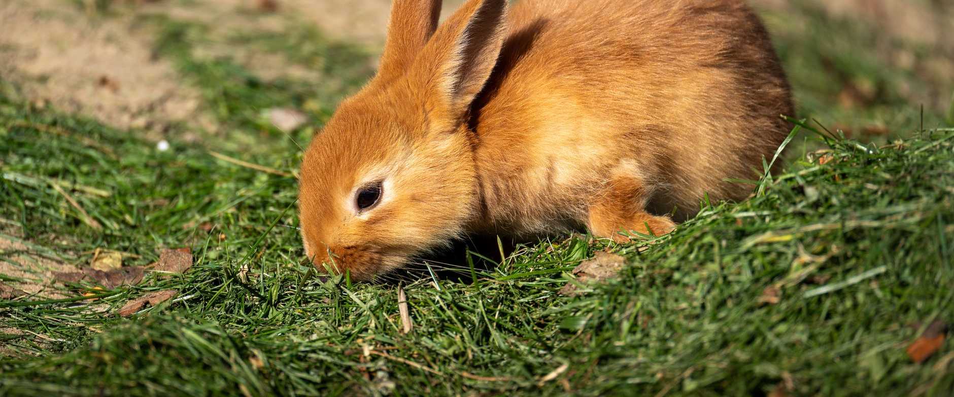 Ein niedliches junges Kaninchen, das an einem sonnigen Tag im Freien Gras zupft.