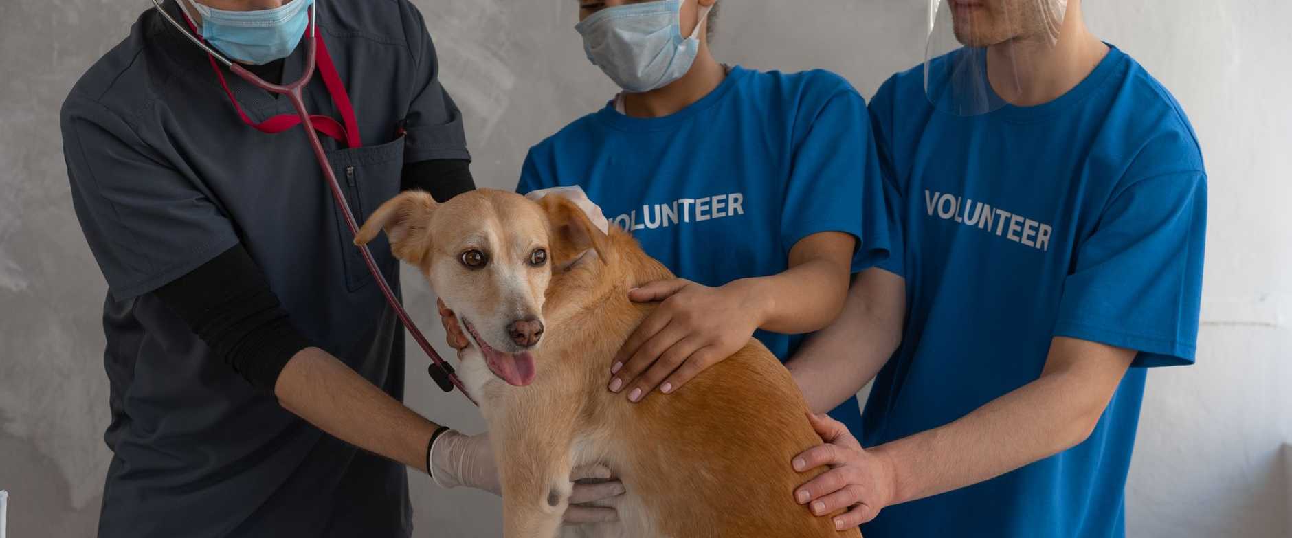 Veterinarian and volunteers caring for a dog during a check-up at a clinic