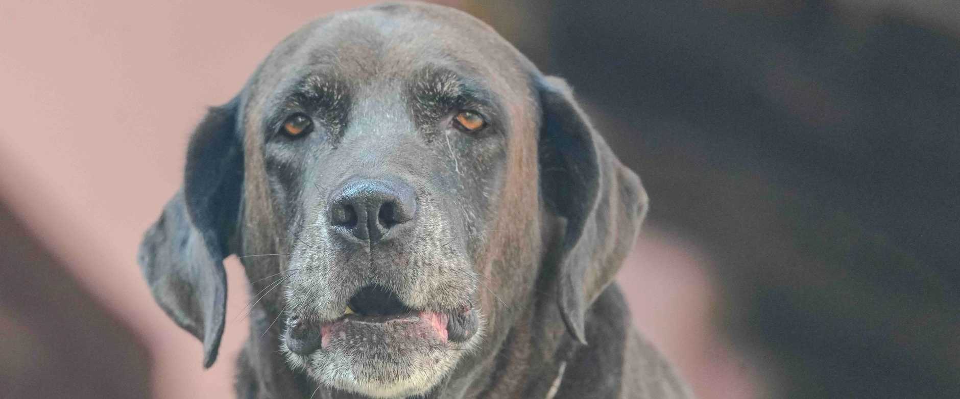 Älterer schokoladenbrauner Labrador Retriever blickt nach vorne im Freien. Launischer und sanfter Ausdruck.
