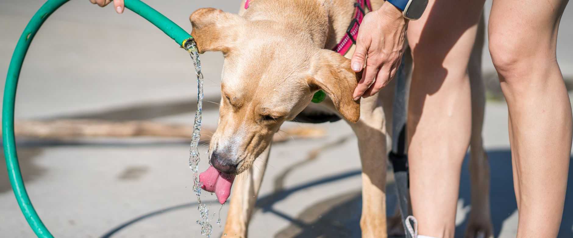 Ein Labrador Retriever stillt seinen Durst aus einem Gartenschlauch, während eine Person hilft.