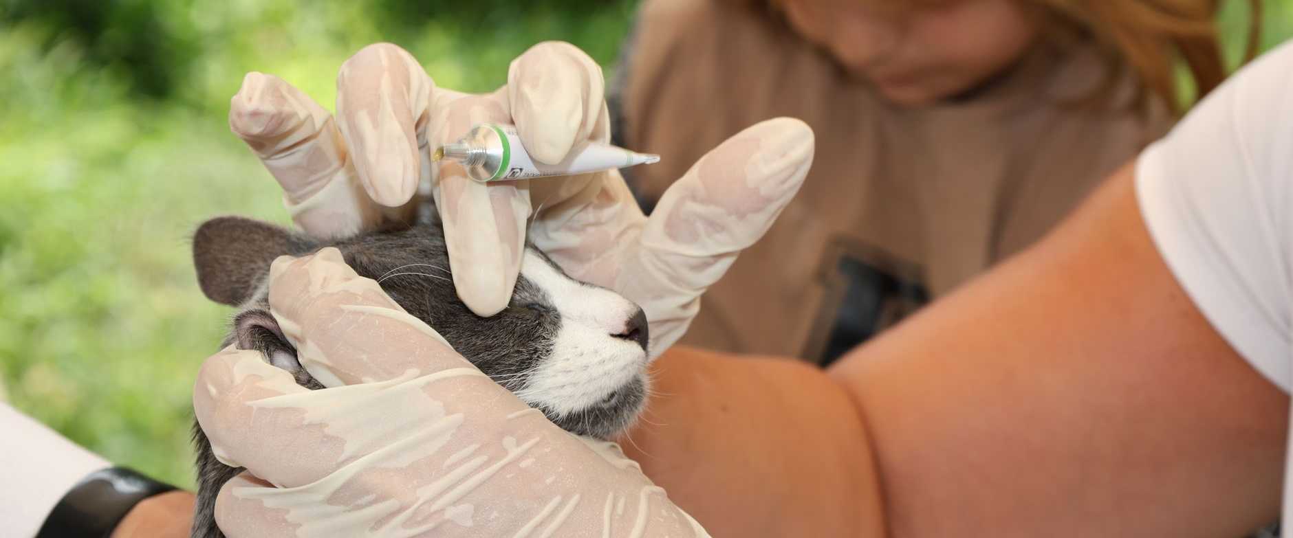 Tierarzt verabreicht einer grauen Katze eine Injektion, während ein Kind aufmerksam im Freien zusieht.