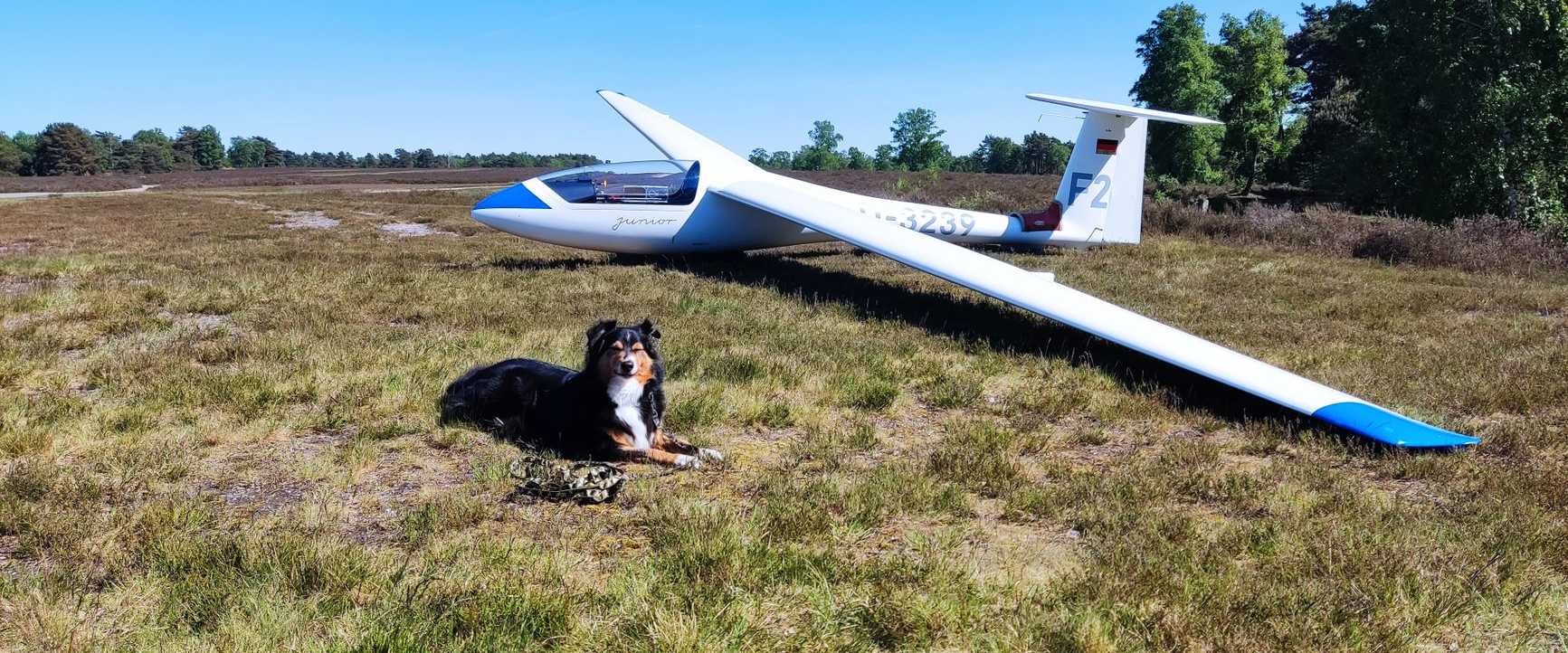 Eine ruhige Landschaft, die ein Segelflugzeug auf einer Wiese zeigt, in deren Nähe an einem sonnigen Tag ein Hund ruht.