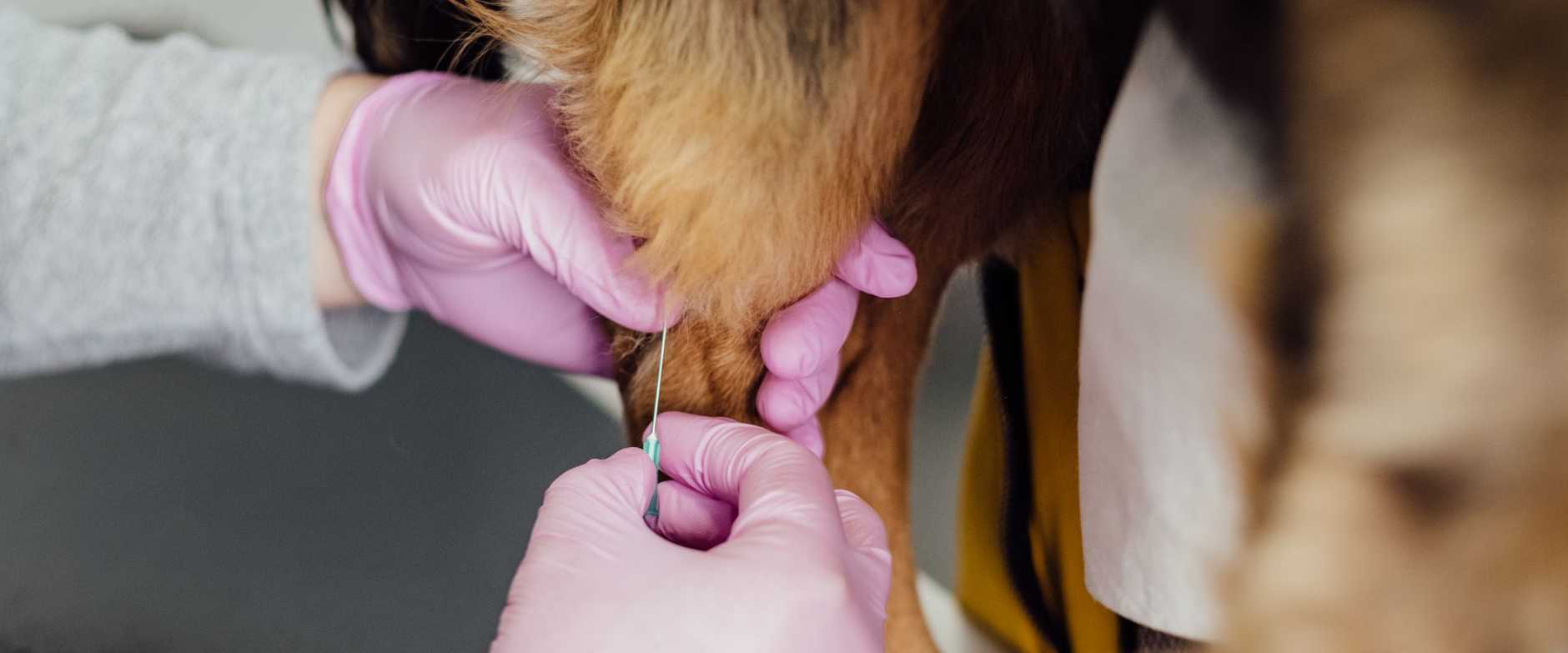 Nahaufnahme eines Tierarztes, der einem Hund im Innenbereich ins Bein spritzt, mit Fokus auf Pflege und Präzision.