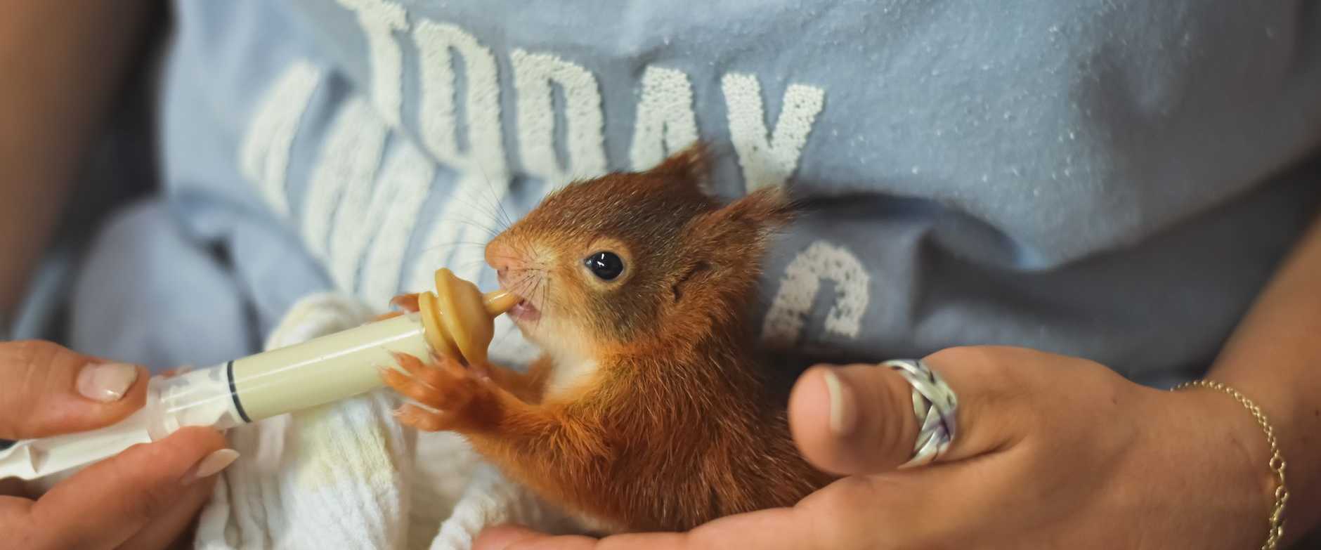 Ein Baby-Eichhörnchen, das behutsam mit einer Spritze von einer fürsorglichen Person gefüttert wird und dabei die Tierwelt unterstützt