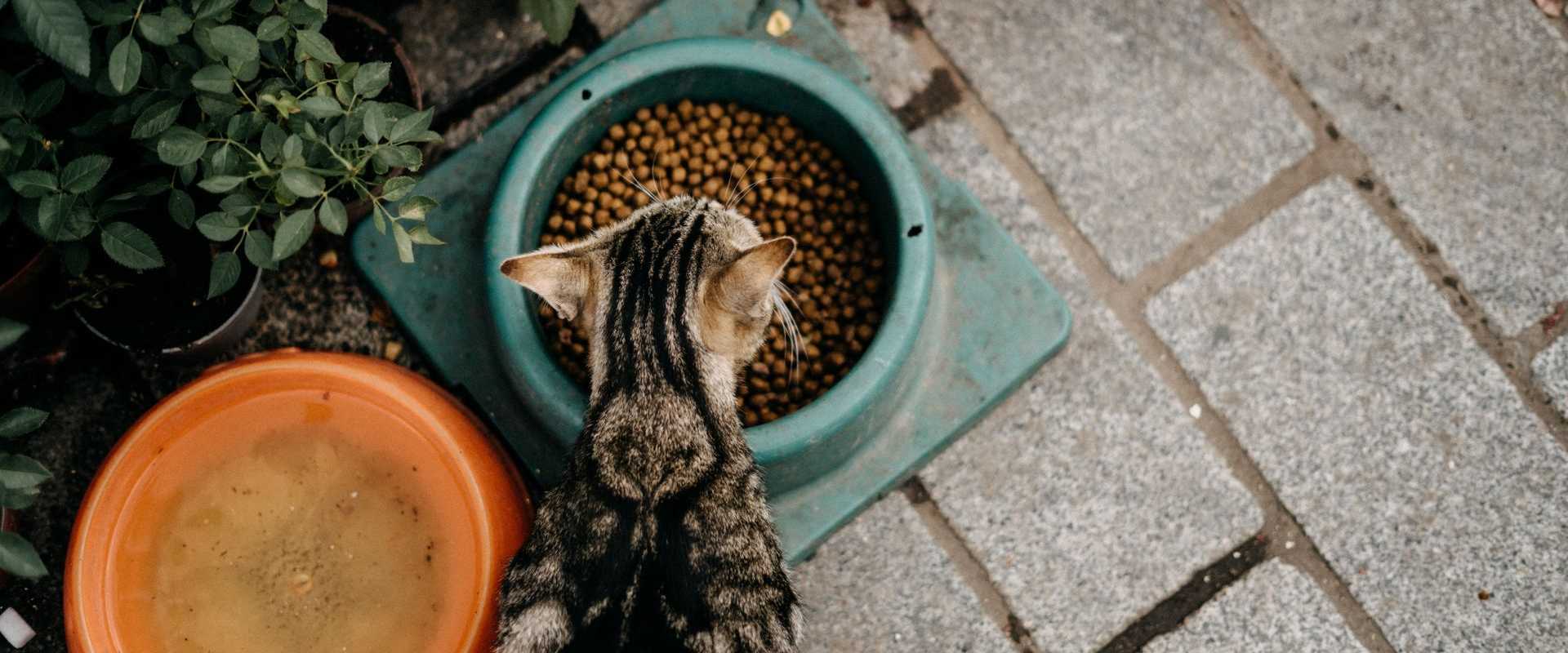 Eine Katze, die aus einem gefüllten Napf frisst