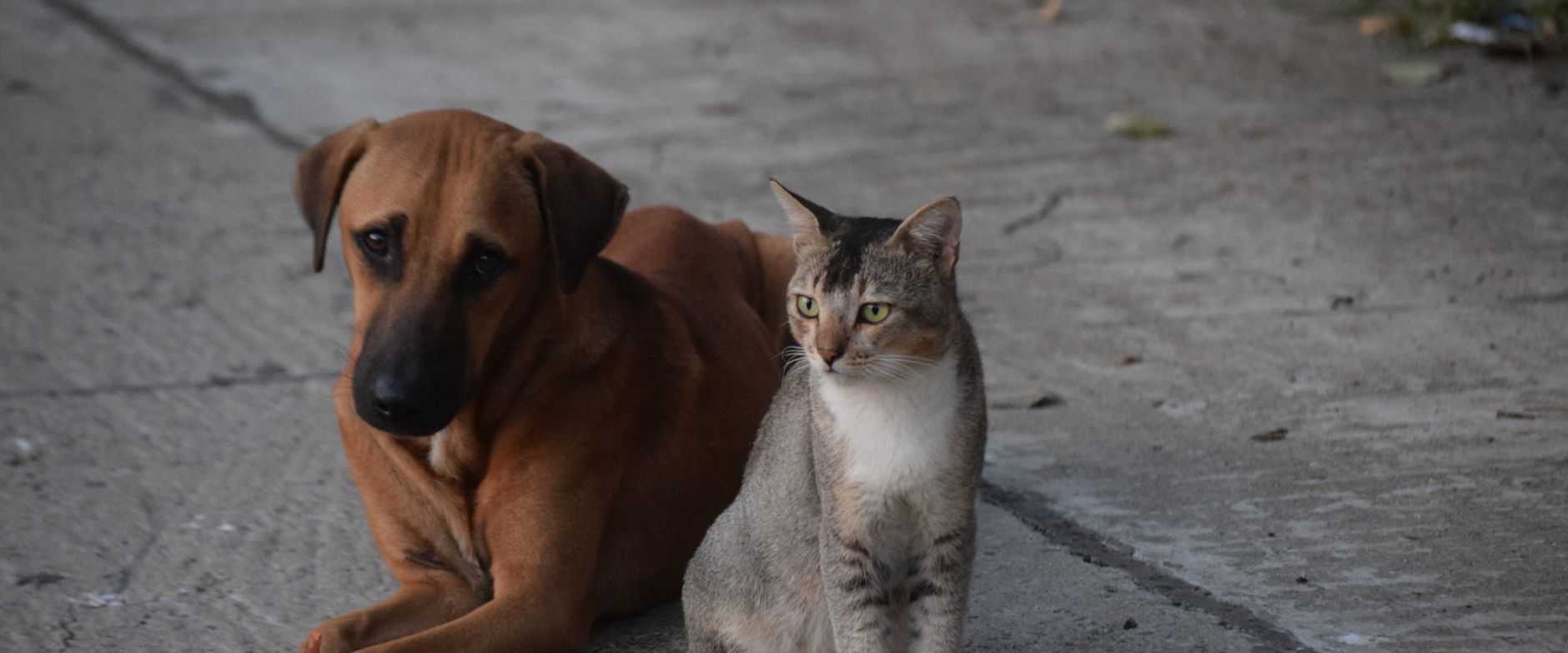 Ein Hund und eine Katze sitzen zusammen auf einer Betonstrasse in Kolkata. Perfekte Harmonie in einer urbanen Umgebung.
