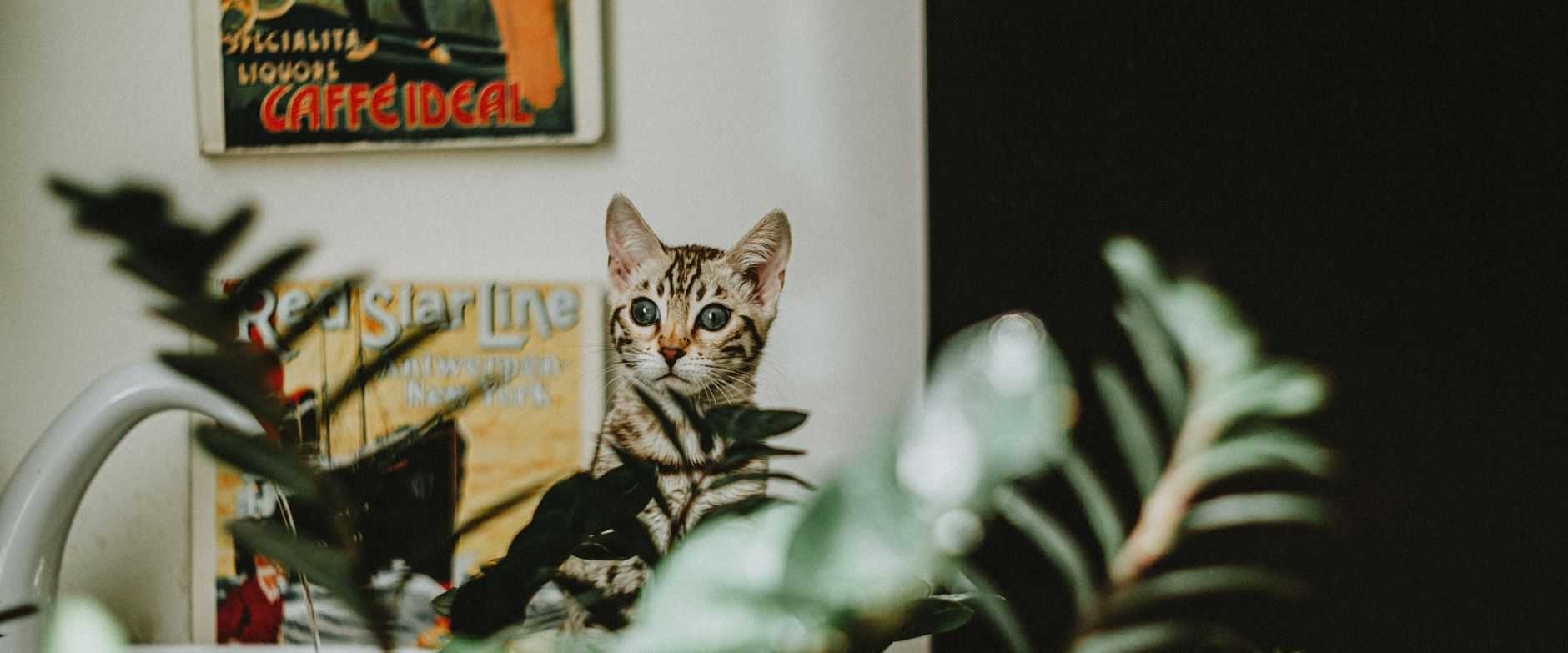 Eine Bengal-Katze schaut zwischen den Zimmerpflanzen in einem gemütlichen Wohnzimmer. Die Innenbegrünung verleiht Charme