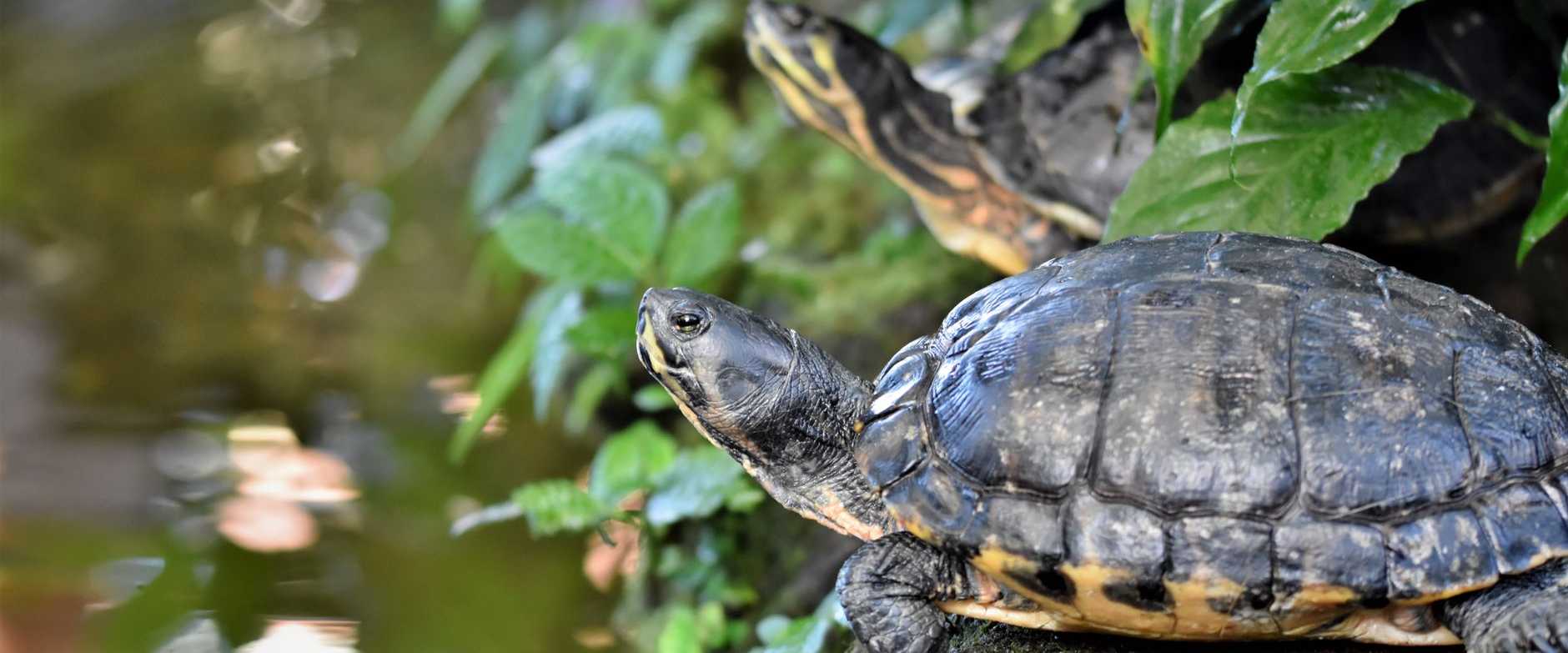 Zwei Schildkröten ruhen sich an einem Teich aus, der von üppigem grünem Laub umgeben ist.