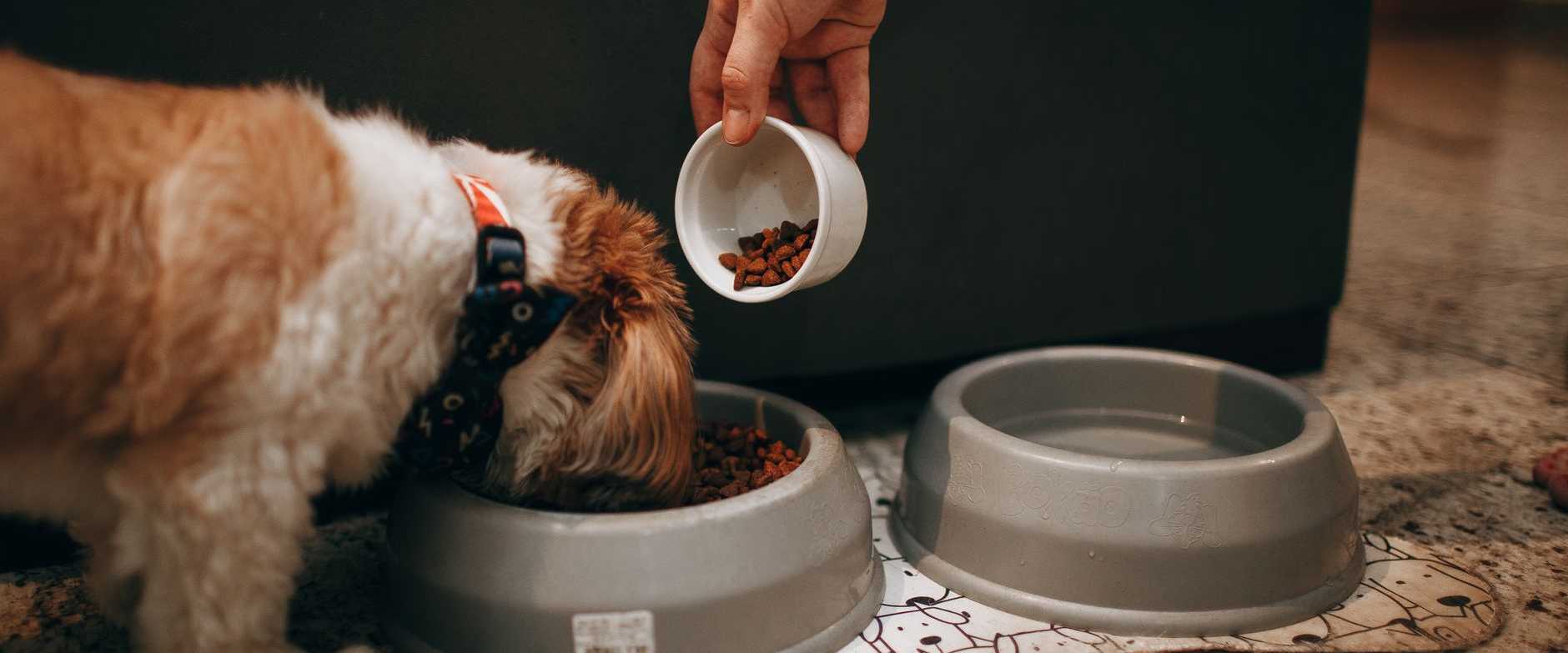 Eine Hand füttert einen Shih Tzu Welpen in einem Innenraum und hebt Tierpflege und Liebe hervor.