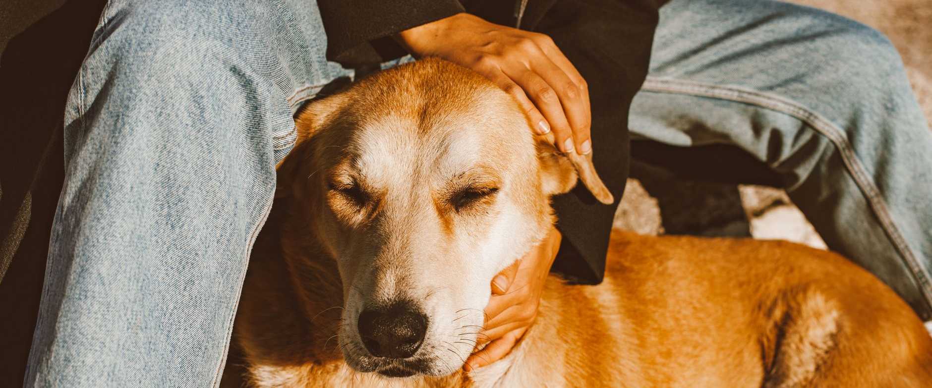 Ein entspannter Hund, der von einer Person in legerer Kleidung liebevoll gestreichelt wird und Wärme sowie Gesellschaft verkörpert.