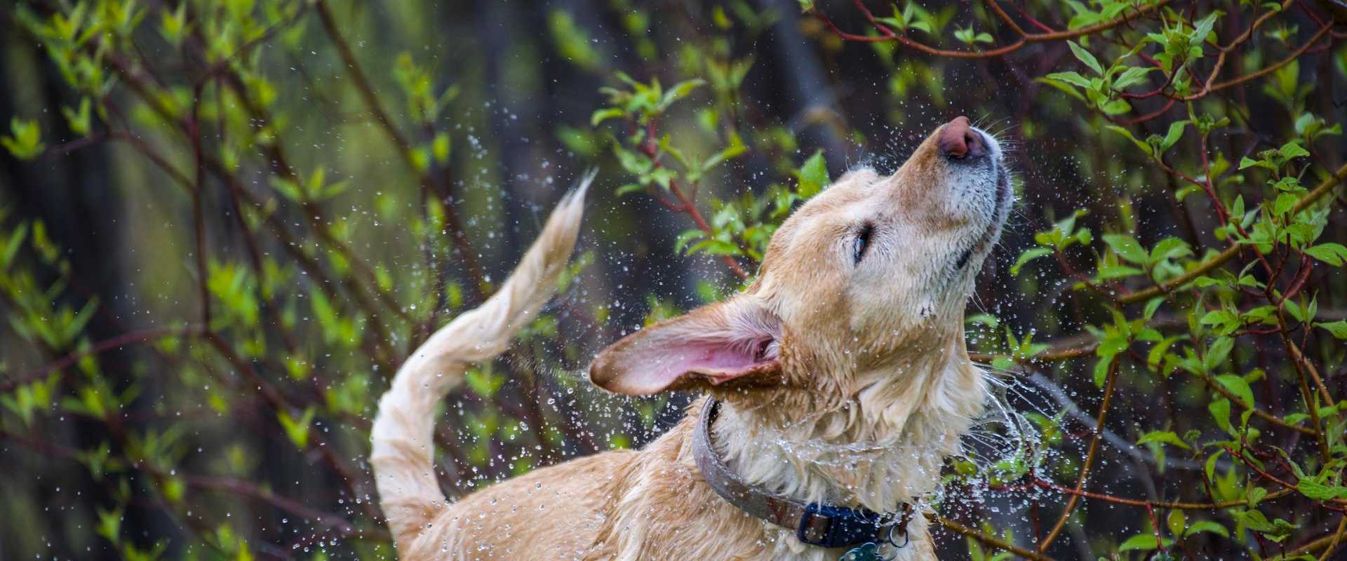 Ein nasser Labrador schüttelt Wasser ab