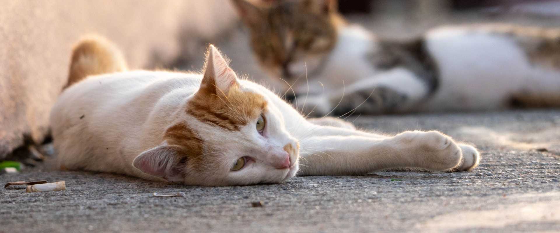 Zwei erschöpfte Katzen, die auf dem Boden liegen