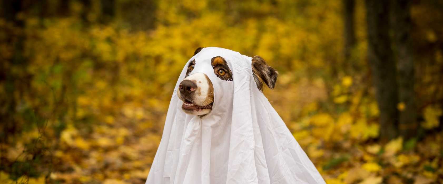 Ein verspielter Hund im Gespensterkostüm sitzt zwischen bunten Herbstblättern in einer Waldumgebung