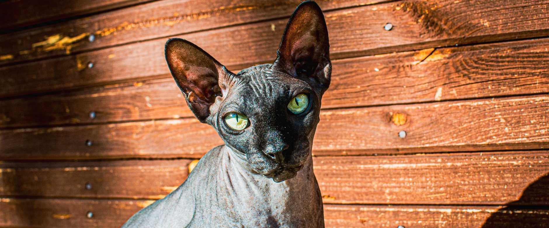 Eine Sphynx-Katze, die sich im Sonnenlicht vor einer Holzwand räkelt.