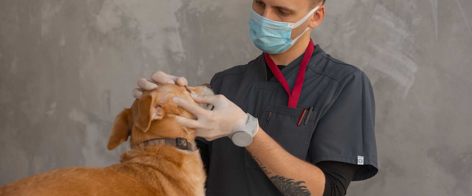 Ein professioneller Tierarzt mit Maske untersucht einen Hund drinnen bei einer Untersuchung.