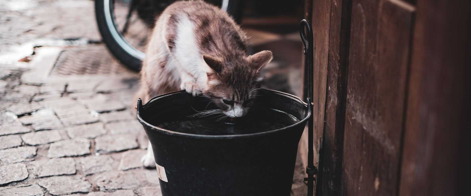 Eine neugierige Katze trinkt aus einem schwarzen Eimer auf einer Kopfsteinpflasterstraße.
