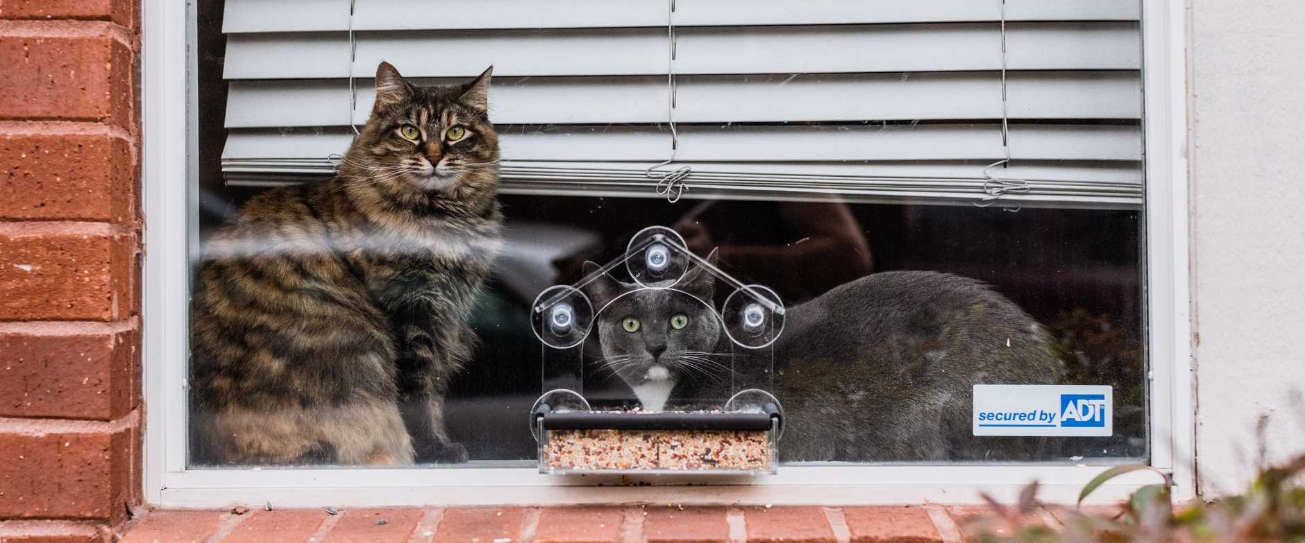 Zwei Katzen sitzen vor einer Backsteinfassade am Fenster und beobachten Vögel an einem Futterhäuschen