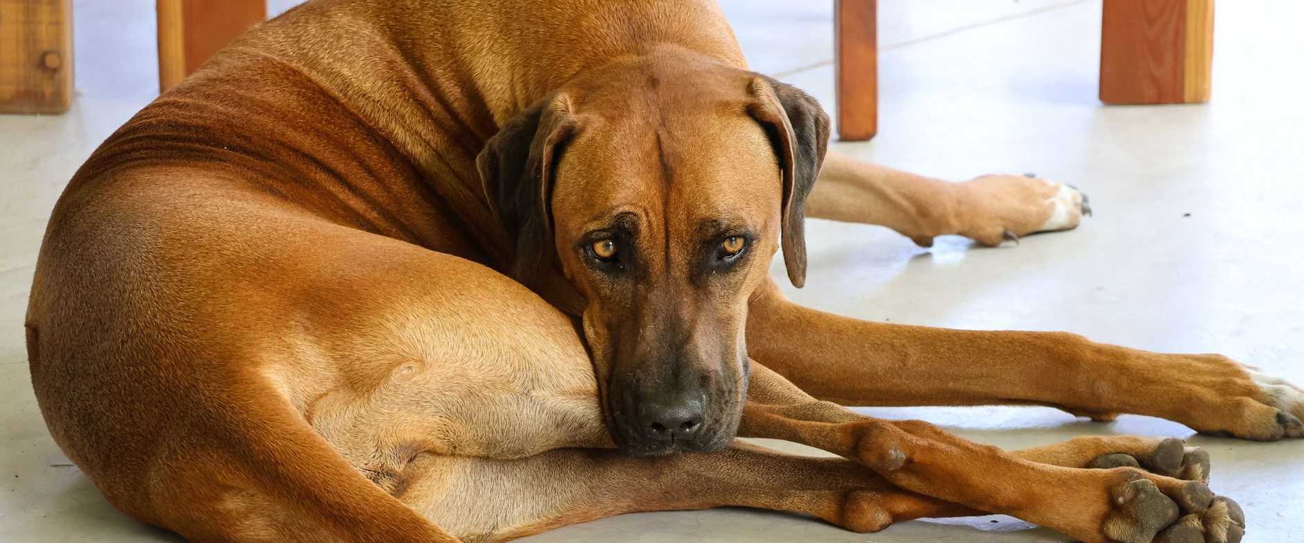 Ein Rhodesian Ridgeback ruht sich gemütlich im Haus aus und fängt so einen friedlichen Moment ein.