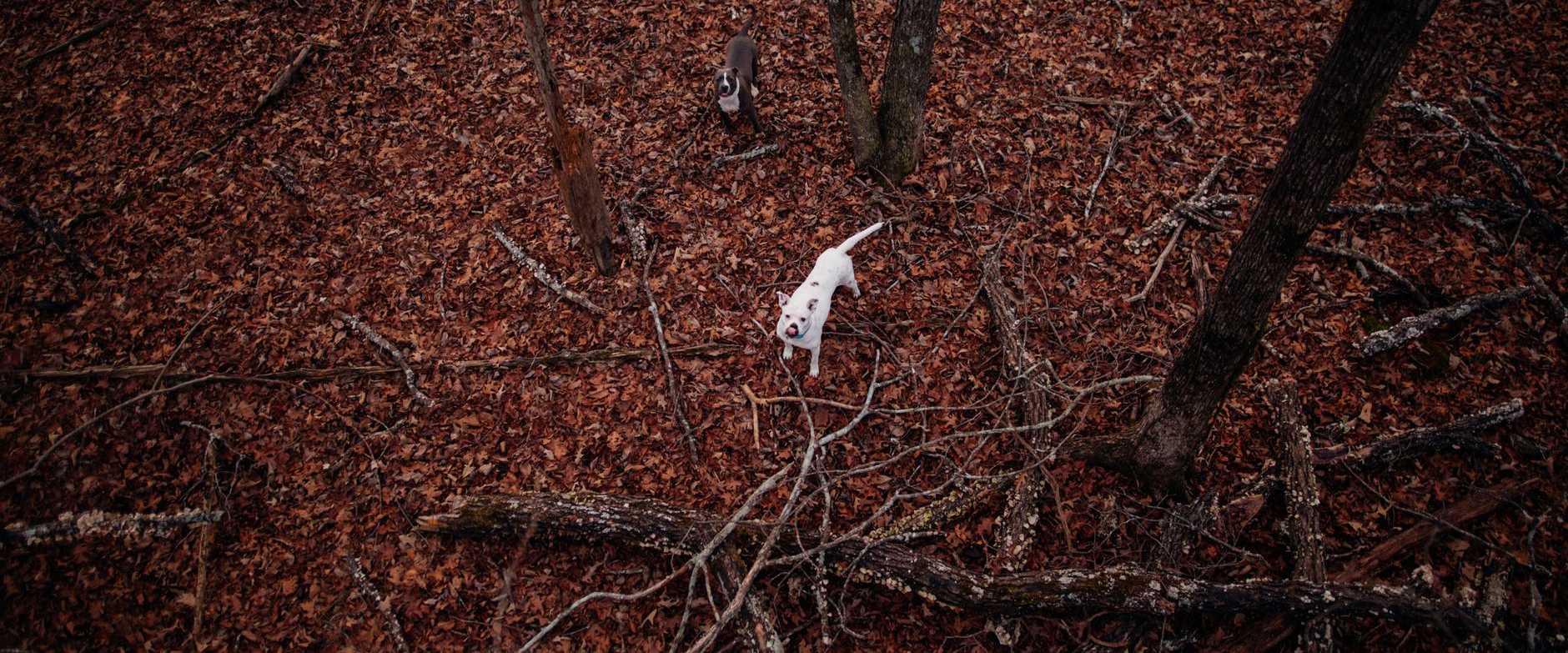 Zwei American Bulldogs erkunden einen ruhigen Herbstwald mit gefallenem Laub.