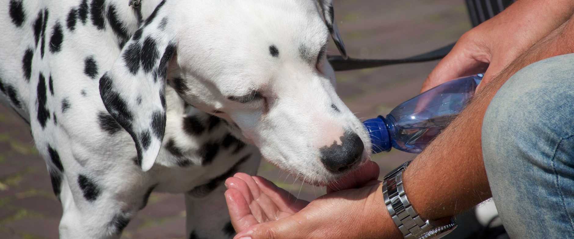 Dalmatiner-Hund genießt einen erfrischenden Trunk aus den Händen eines Menschen mit einer Flasche.