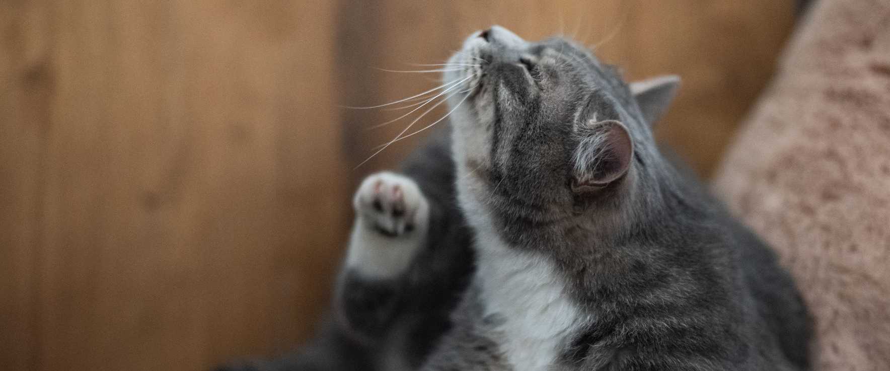 Eine süße Hauskatze, die sich drinnen streckt und kratzt und ihre pelzige Eleganz zur Schau stellt.