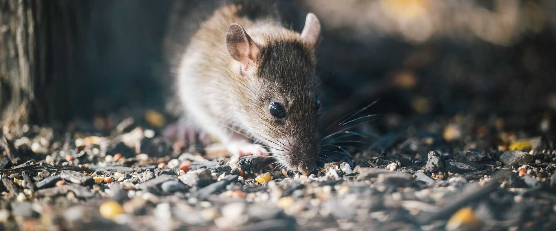 Eine braune Ratte im Freien