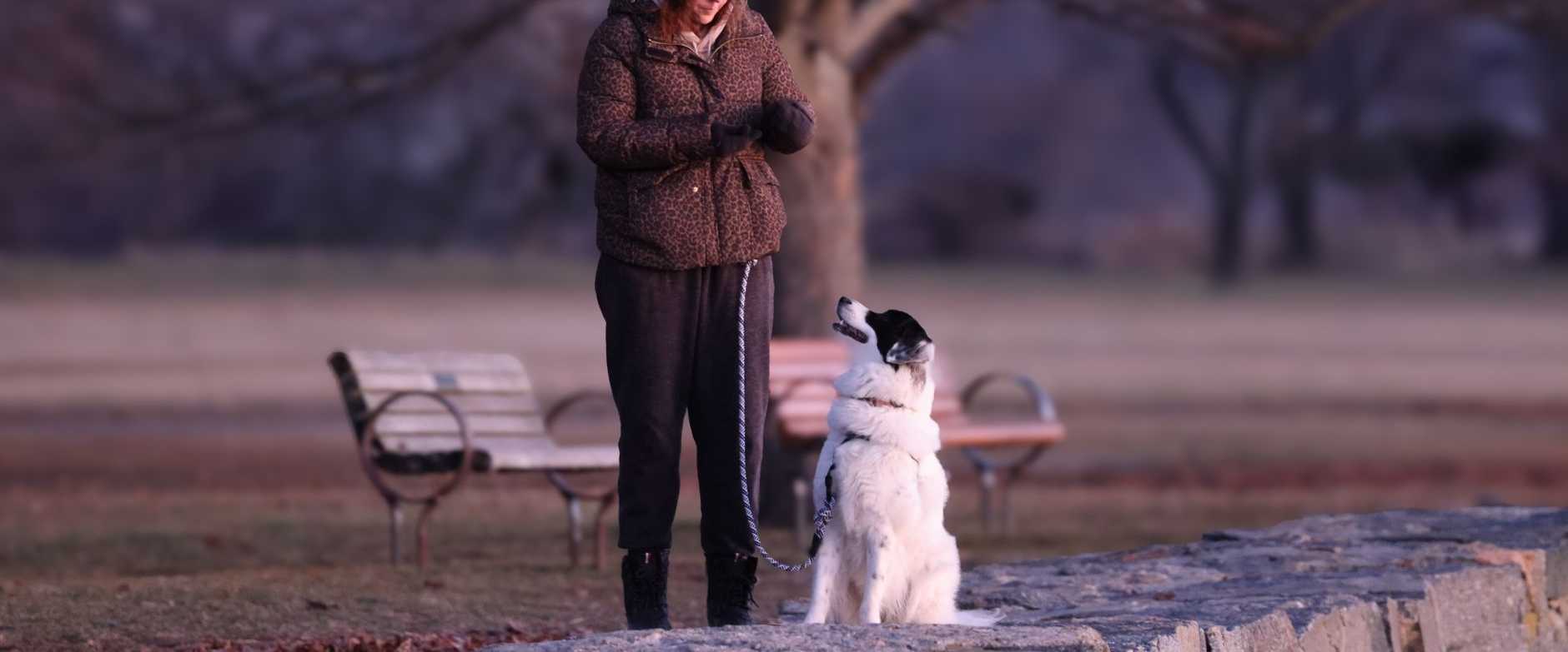 Eine Frau spaziert mit ihrem Hund in einer friedlichen Winterparklandschaft.
