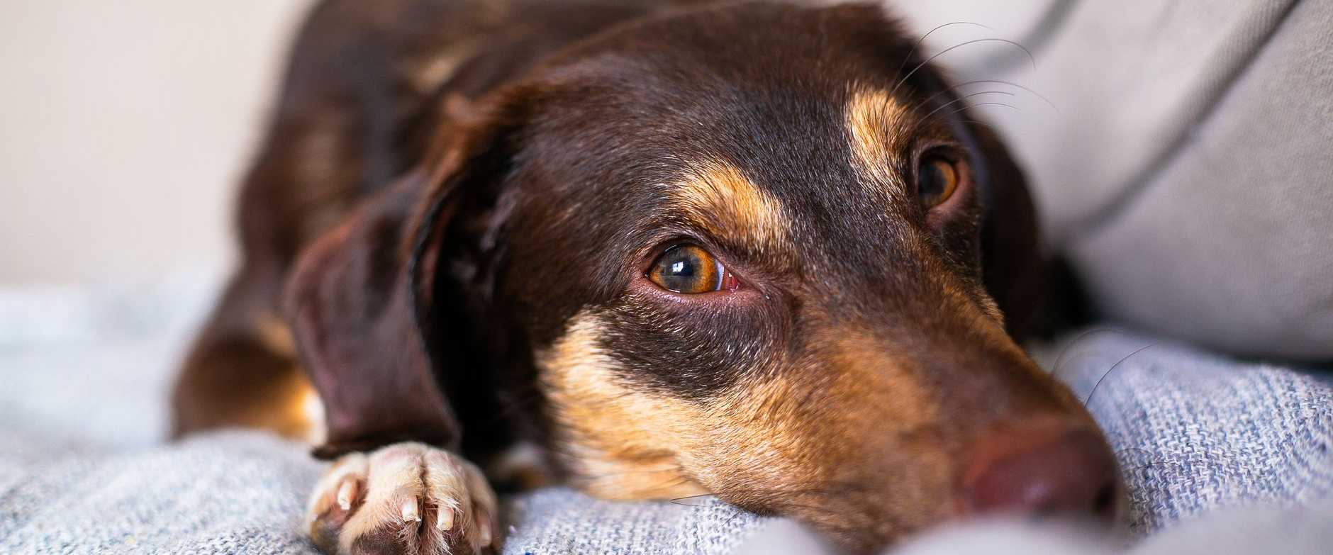 Gemütliches Bild eines entspannten Hundes, der drinnen auf einem Sofa liegt und das friedliche Leben der Haustiere zeigt.
