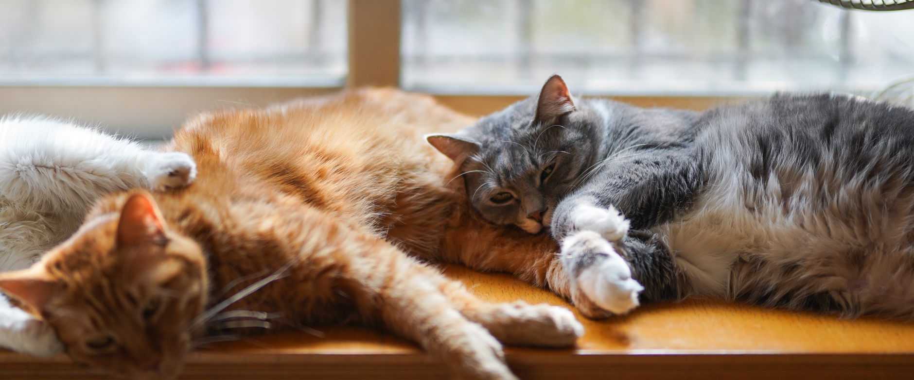 Drei niedliche Hauskatzen entspannen sich an einem sonnigen Fenster drinnen und genießen einen faulen Tag.