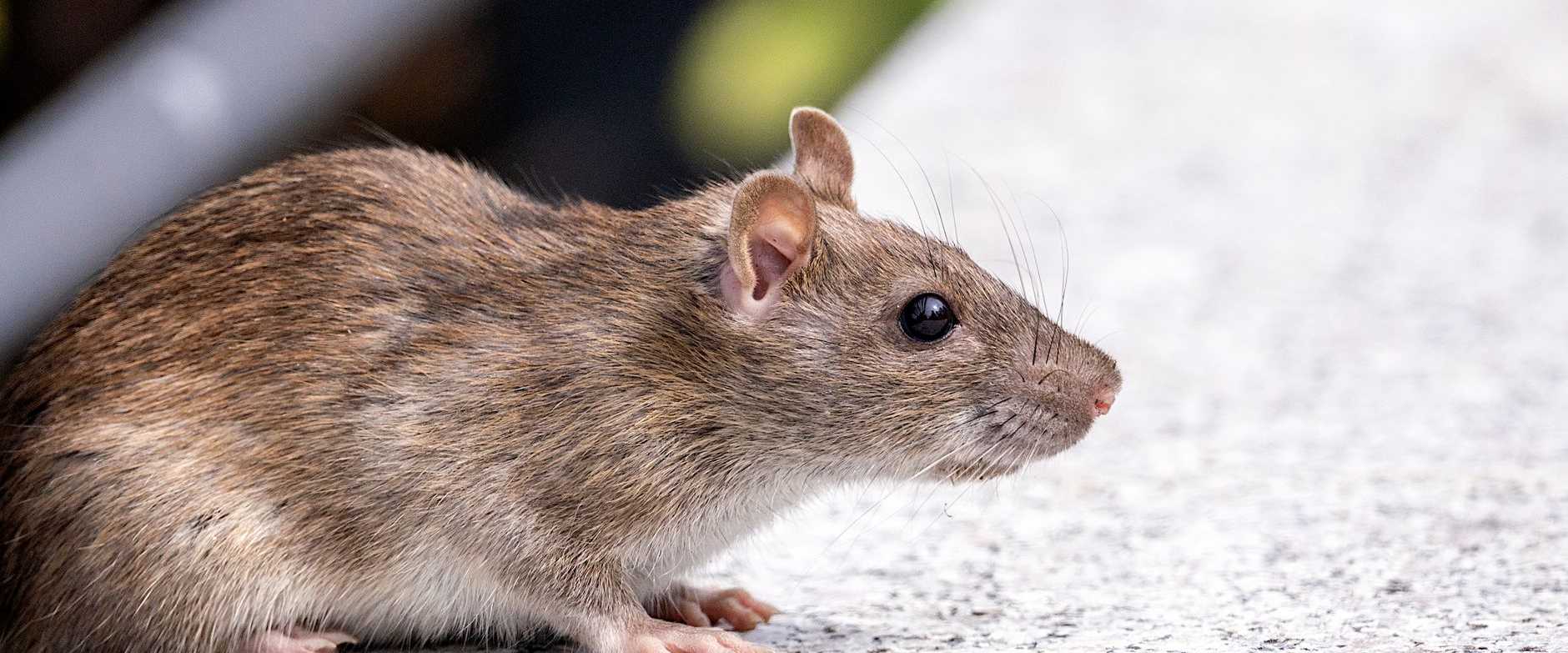 Ein detailliertes Foto einer braunen Ratte (Rattus norvegicus) auf einer Betonoberfläche im Freien.