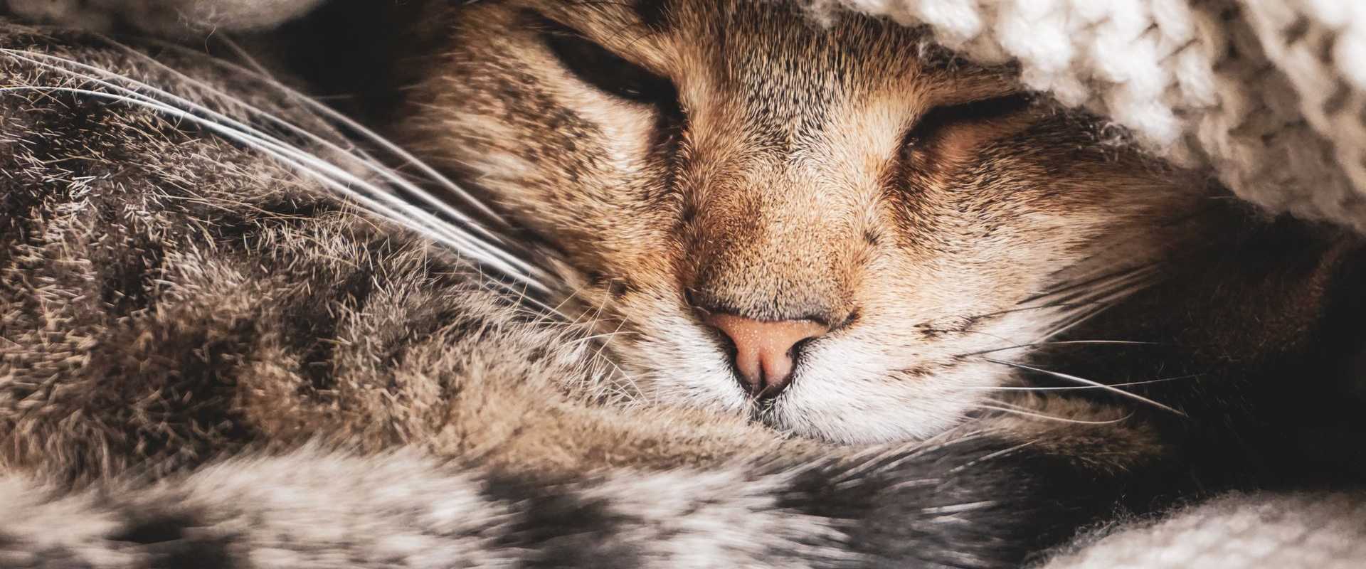 Schlafende Katze, eingewickelt in einer Decke