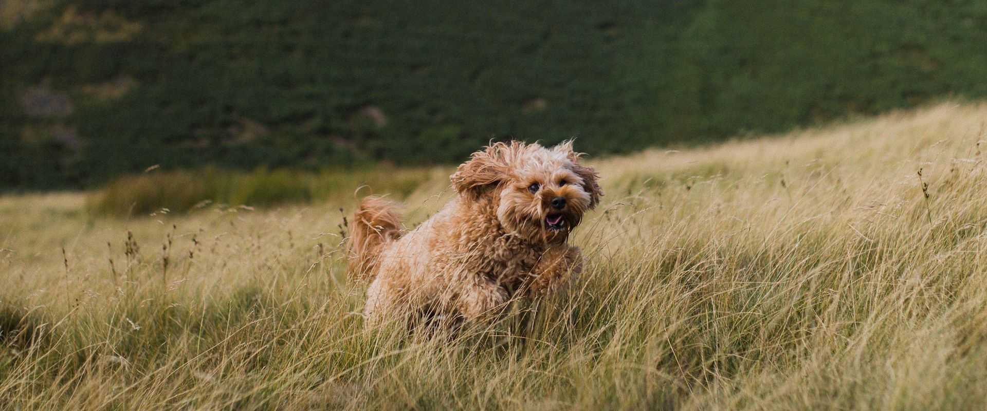 Ein fröhlicher Cockapoo, der über ein Feld rennt