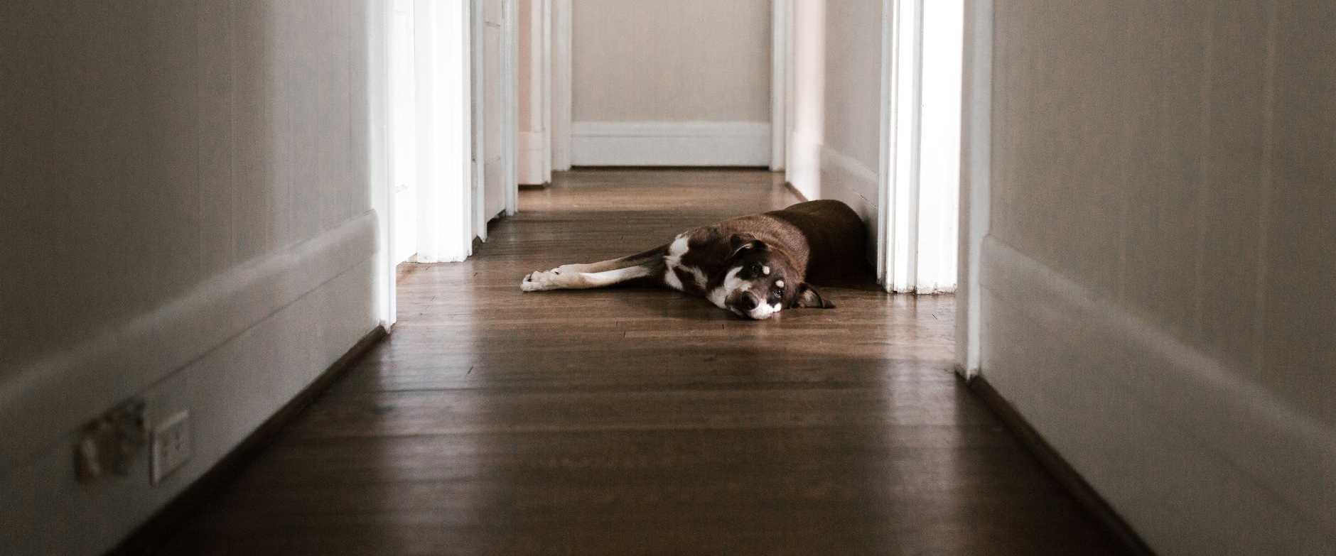 Ein Hund liegt friedlich in einem ruhigen, gut beleuchteten Flur und vermittelt Ruhe.