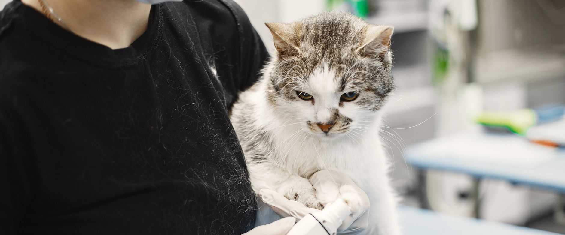 Eine weiße Katze wird von einer Tierärztin mit OP-Handschuhen in einer Praxis untersucht