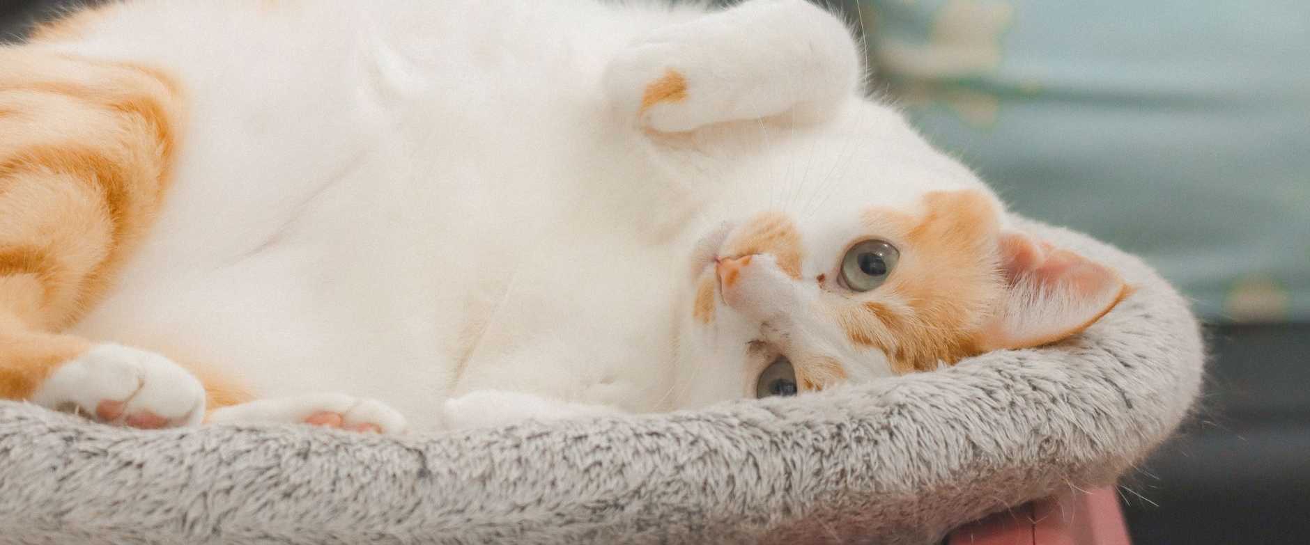 Adorable orange und weiße Hauskatze entspannt drinnen auf einem gemütlichen Bett.