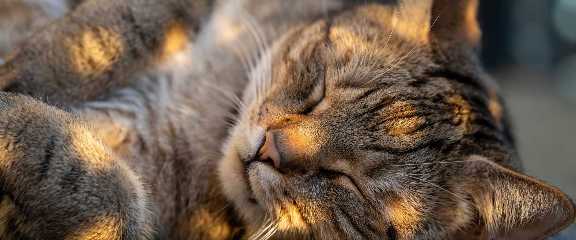 Eine Katze, die friedlich schläft und dabei von der Sonne angestrahlt wird