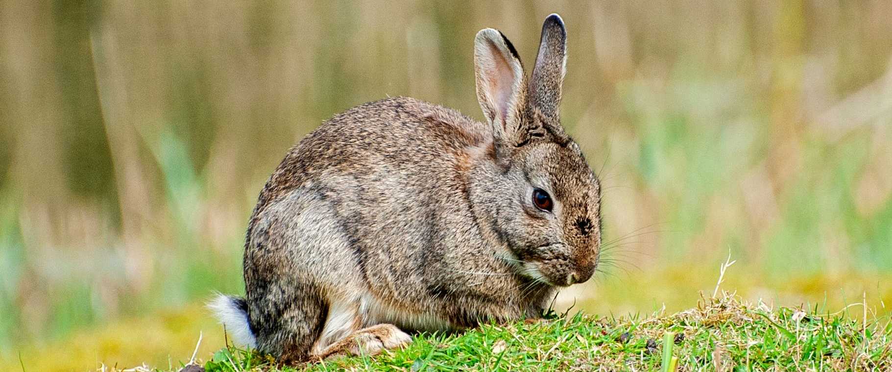 A wild rabbit sitting in a lush green field, captured in a close-up view that highlights its fur.