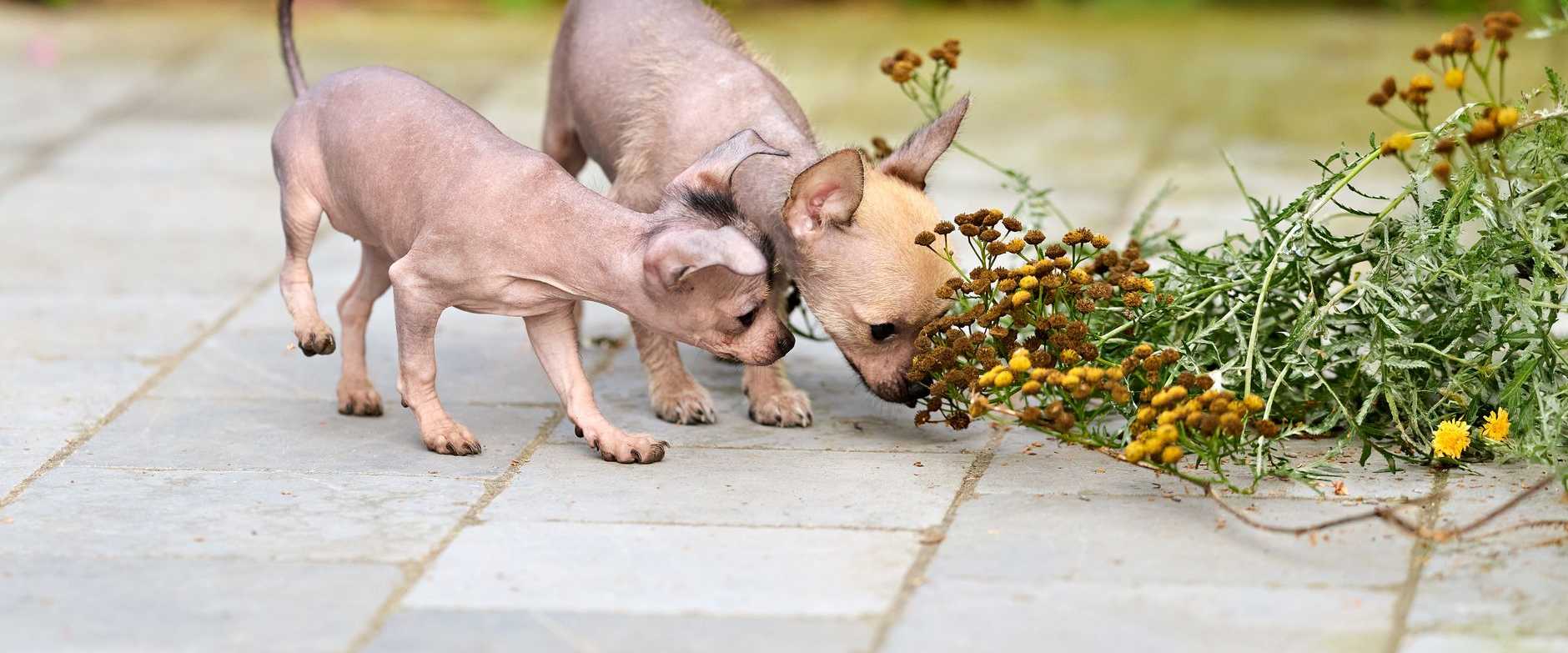 Zwei haarlose Xoloitzcuintli-Welpen erkunden neugierig Blumen auf einem gepflasterten Weg im Freien.