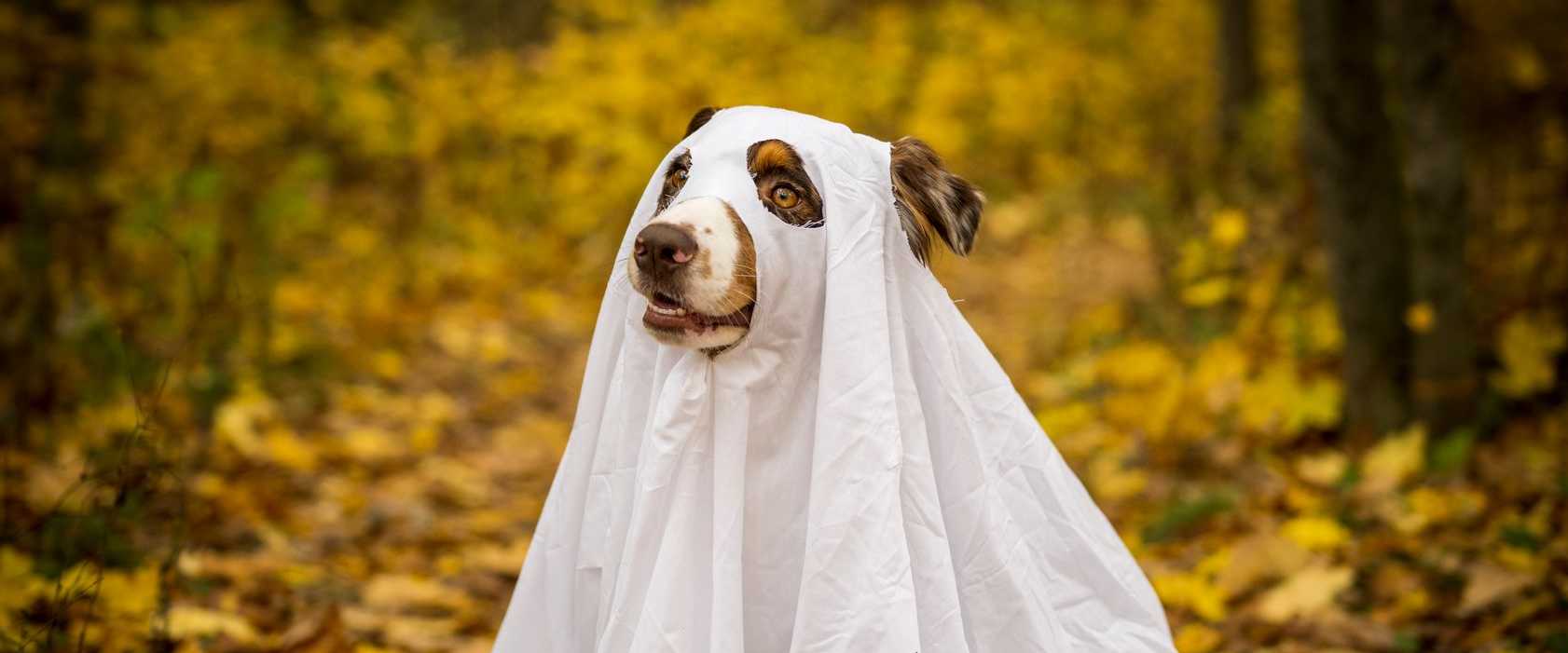 Ein verspielter Hund im Gespensterkostüm sitzt zwischen bunten Herbstblättern in einer Waldumgebung
