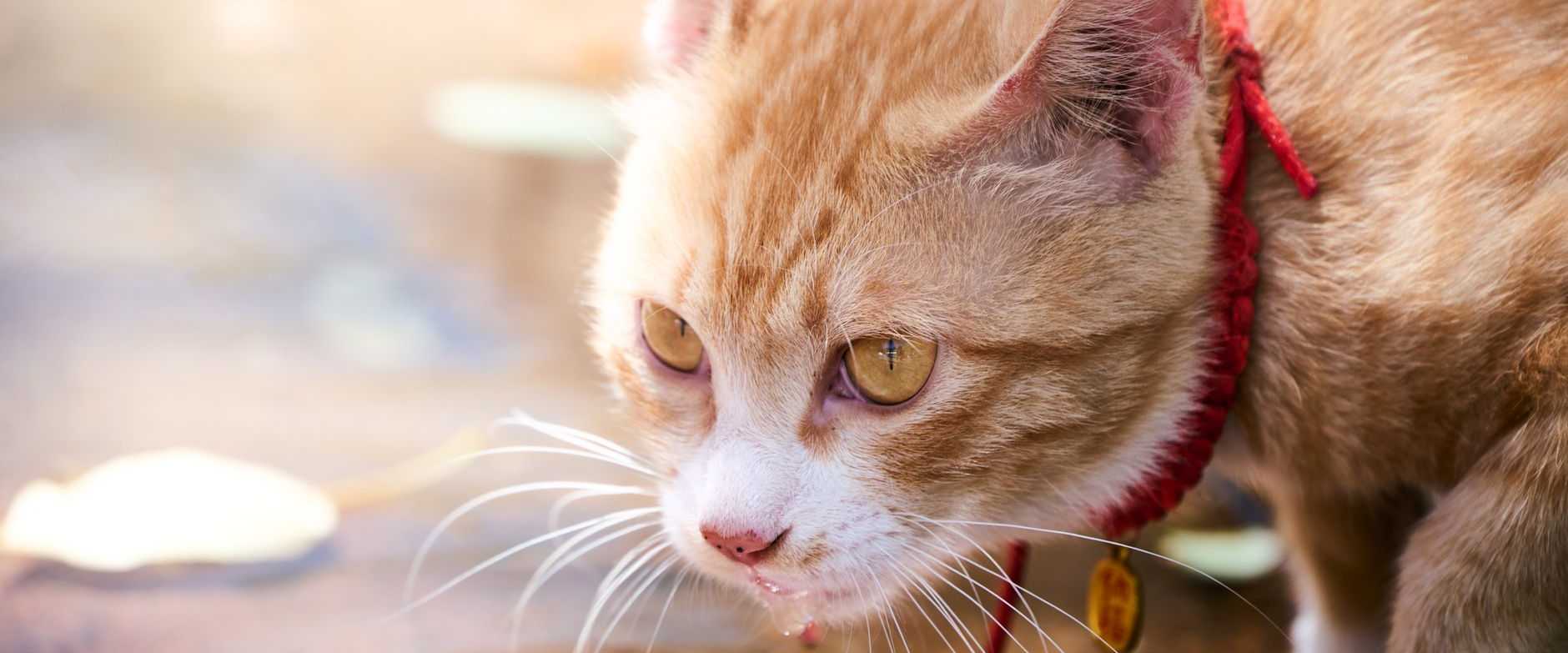 Adorable rote Katze mit rotem Halsband, die die Sonneneinstrahlung in Peking, China, genießt.